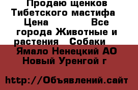 Продаю щенков Тибетского мастифа › Цена ­ 45 000 - Все города Животные и растения » Собаки   . Ямало-Ненецкий АО,Новый Уренгой г.